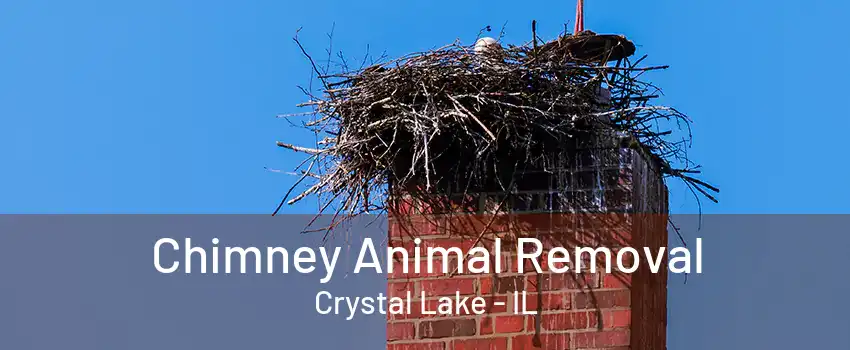 Chimney Animal Removal Crystal Lake - IL