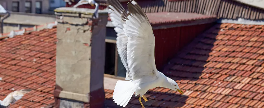 Residential Chimney Animal Removal Solution in Crystal Lake, IL